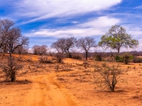 Rezerwat w Chobe (Botswana)